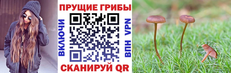 Псилоцибиновые грибы MAGIC MUSHROOMS  Купить  Миньяр 